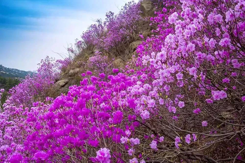 迎紅杜鵑黃島大珠山群體92家系