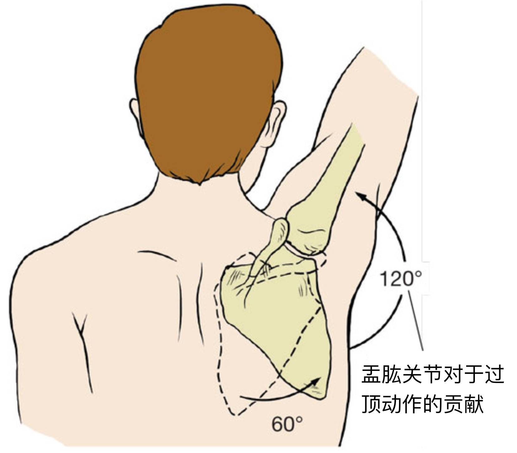 盂肱關節