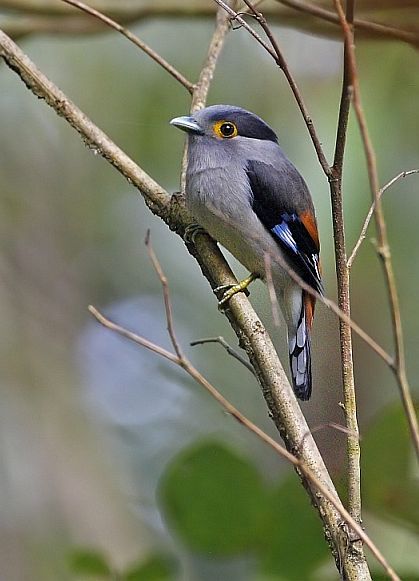 紅背銀胸絲冠鳥(圖3)