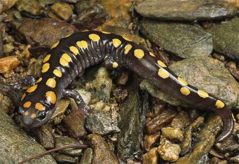 斑點真螈 Spotted Salamander