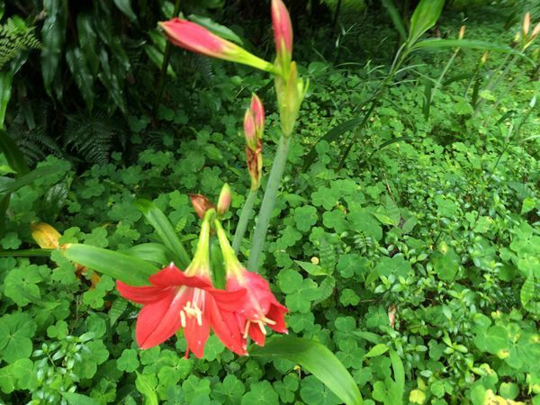 桂林雁山植物園