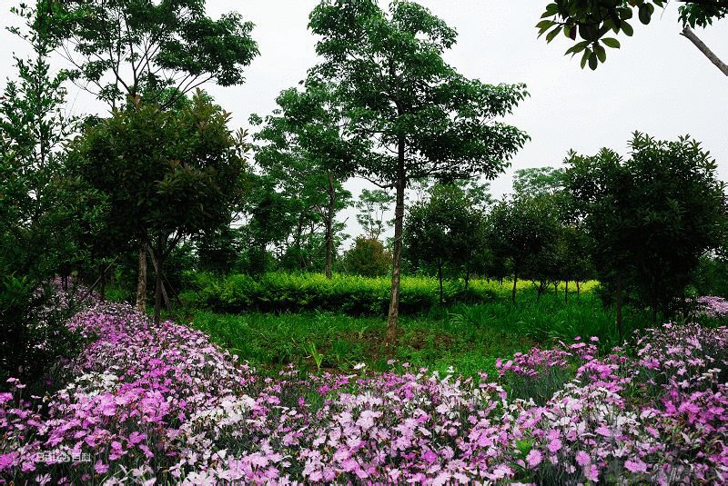 白河國家城市濕地公園