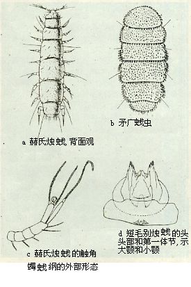 蠋䗃綱動物外部形態