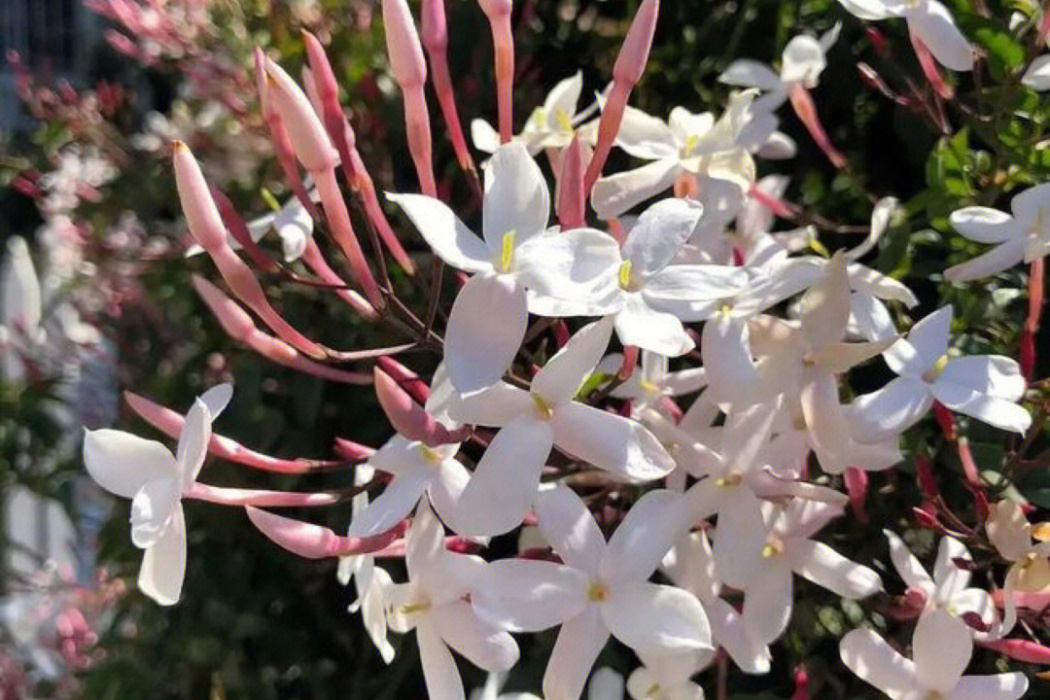 密花素馨（原變種）