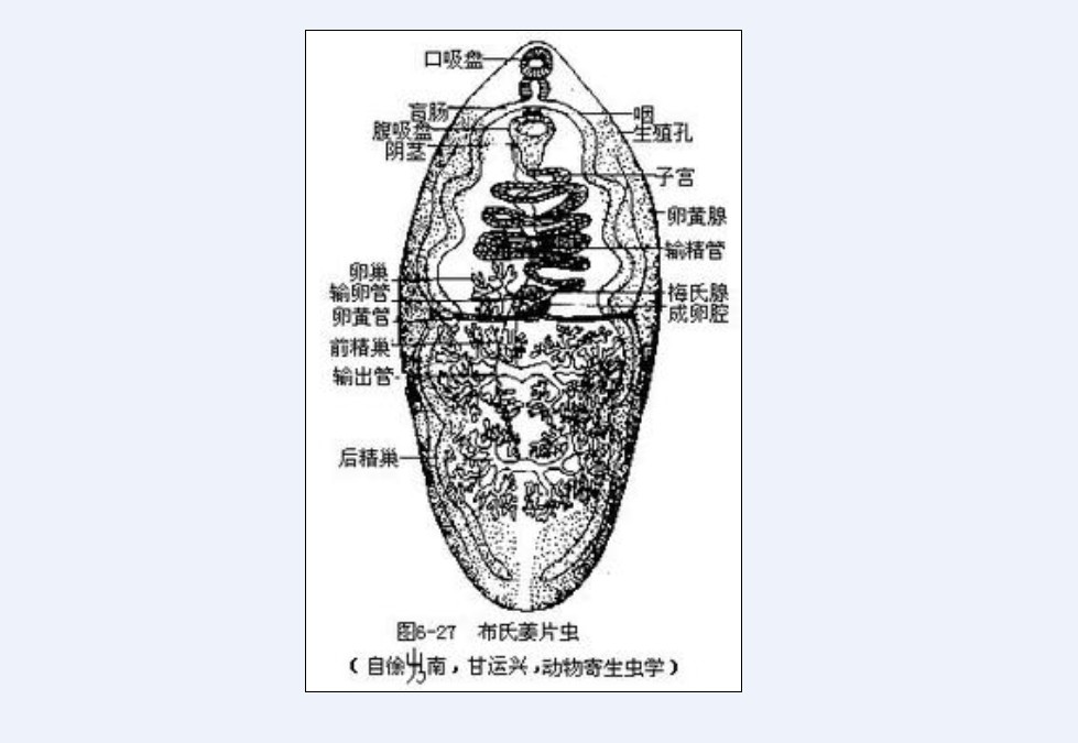 三角渦蟲結構詳圖