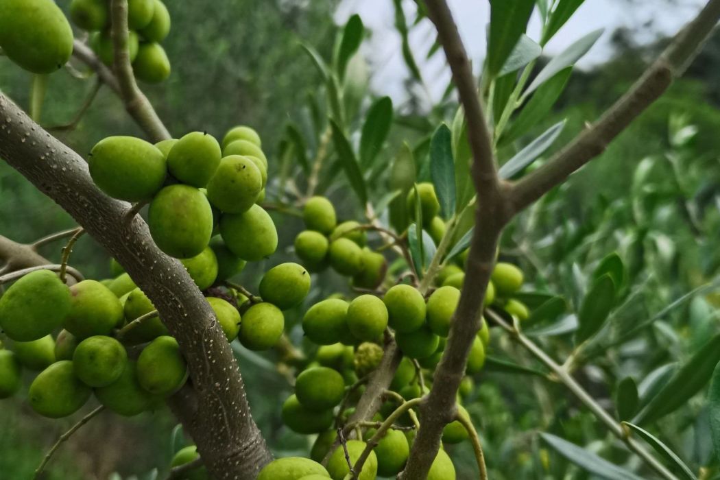 油橄欖密努特爾