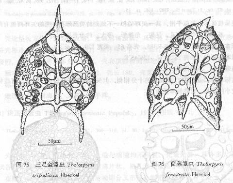 窗盔籃蟲