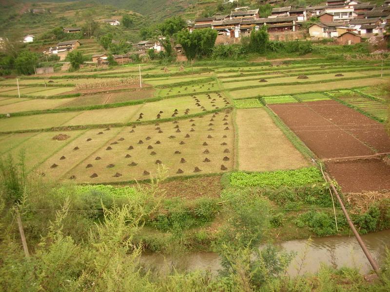 楊柳坡村