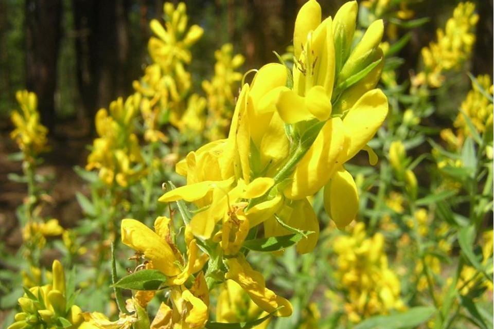 染料木屬(Genista)