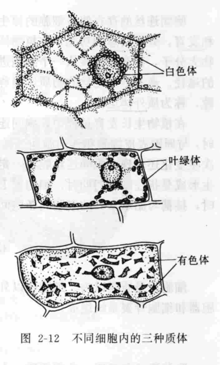 色質體