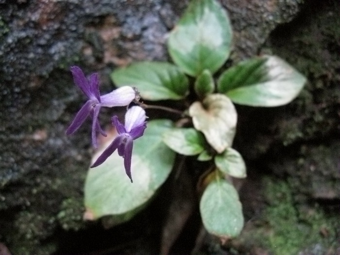 馬鈴苣苔屬