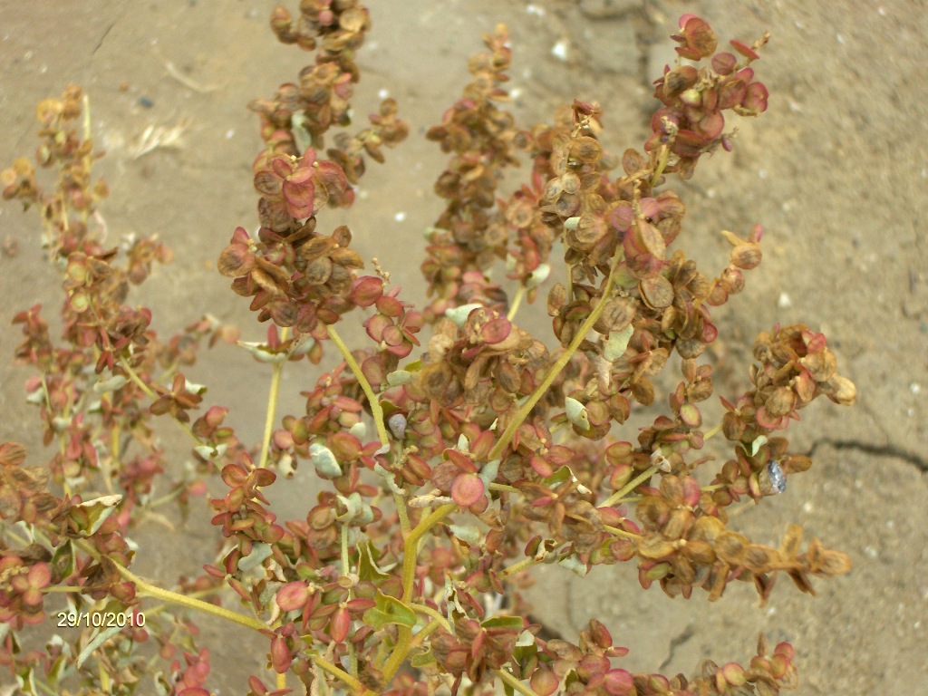 野榆錢菠菜