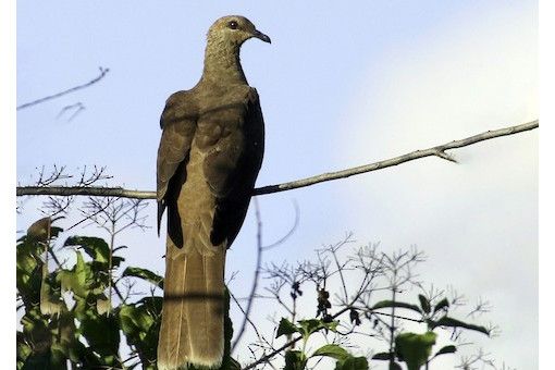 弗洛勒斯海鵑鳩