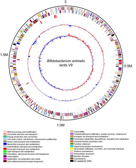 雙歧桿菌B. animalis V9圖譜