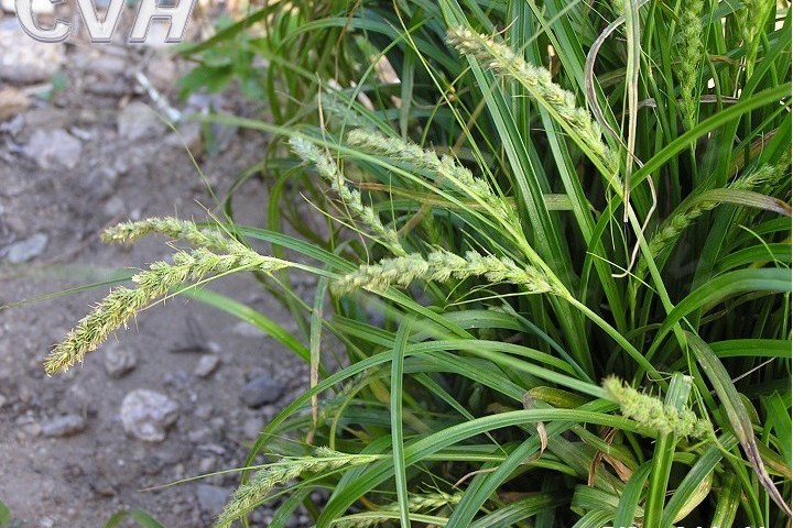 雲霧薹草（原亞種）