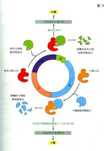 蒂莫西·亨特