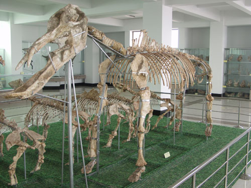 天宇自然博物館猛獁象化石