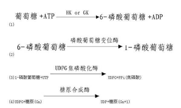 糖原(糖元)