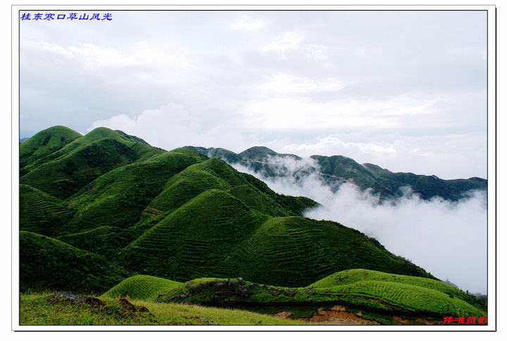 山草峪組