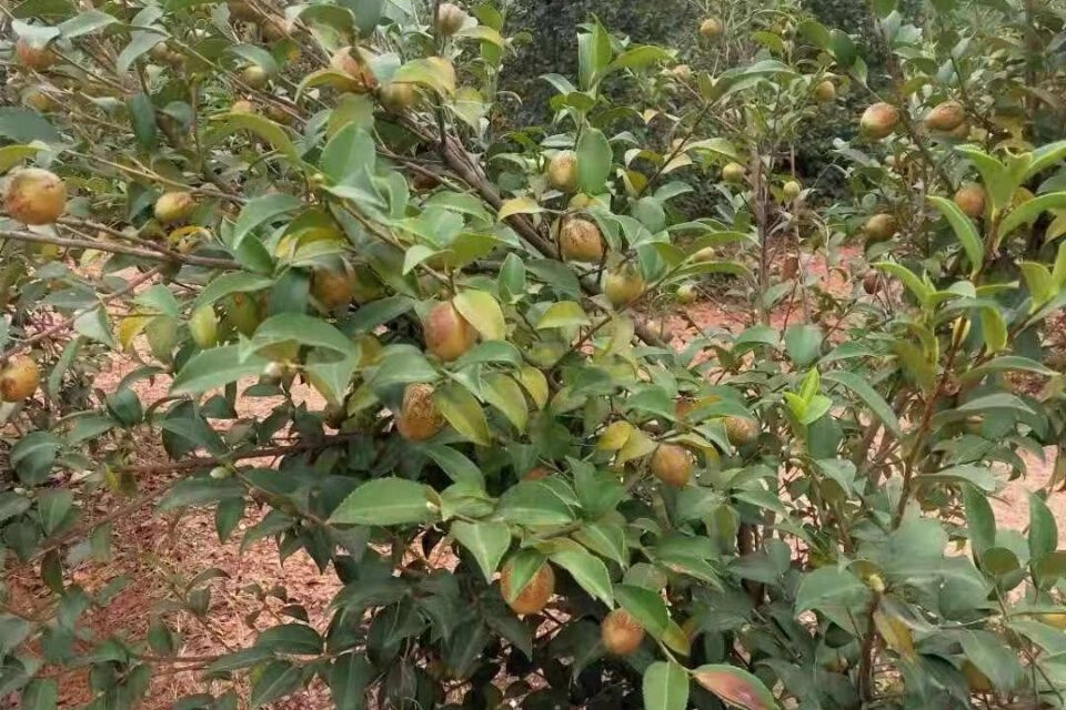 油茶長林11號