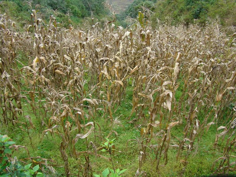 小竹林自然村玉米種植