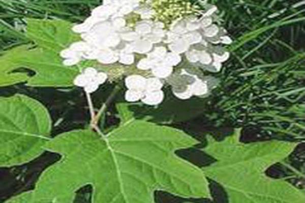 Hydrangea quercifolia \x27Alice\x27