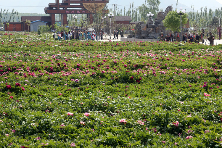 常里營村(北京市延慶縣舊縣鎮下轄村)