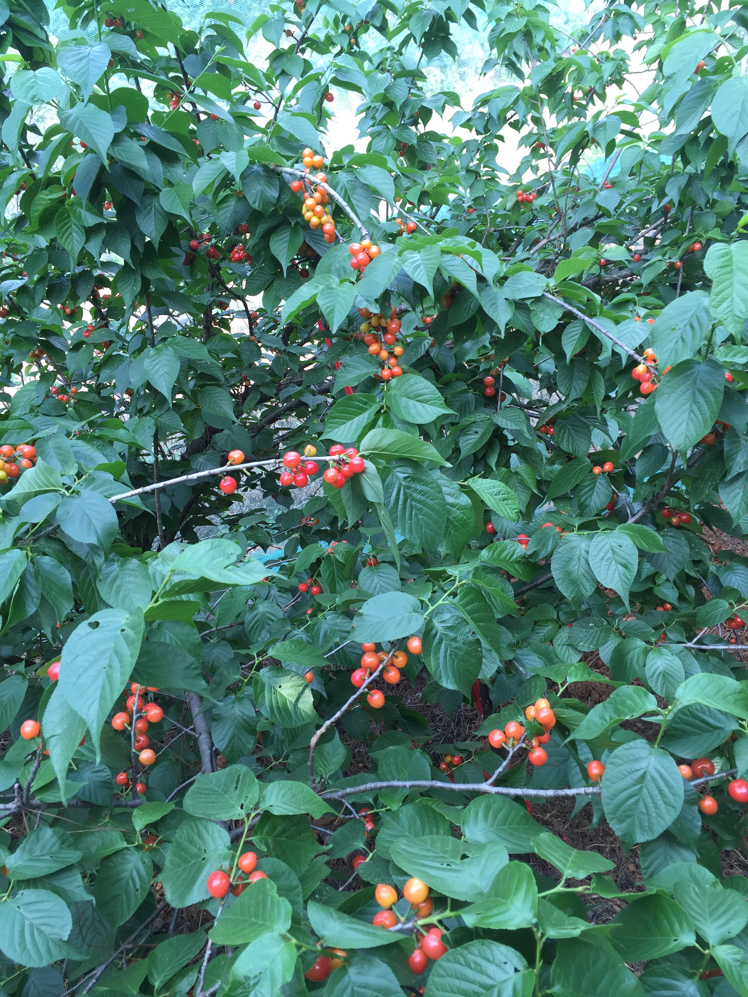 乾溝村(雲南省玉溪市紅塔區洛河鄉乾溝村)