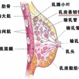 乳房(全面性教育相關的醫學名詞)