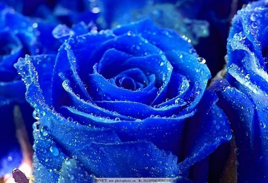藍薔薇