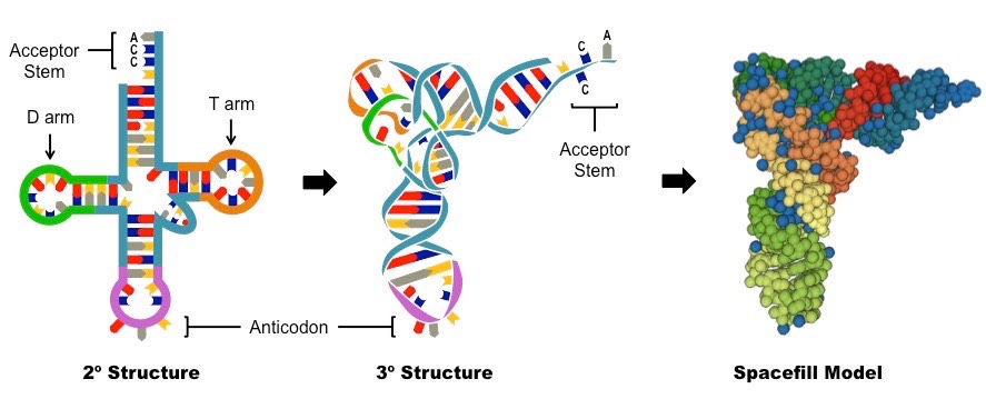 轉運RNA