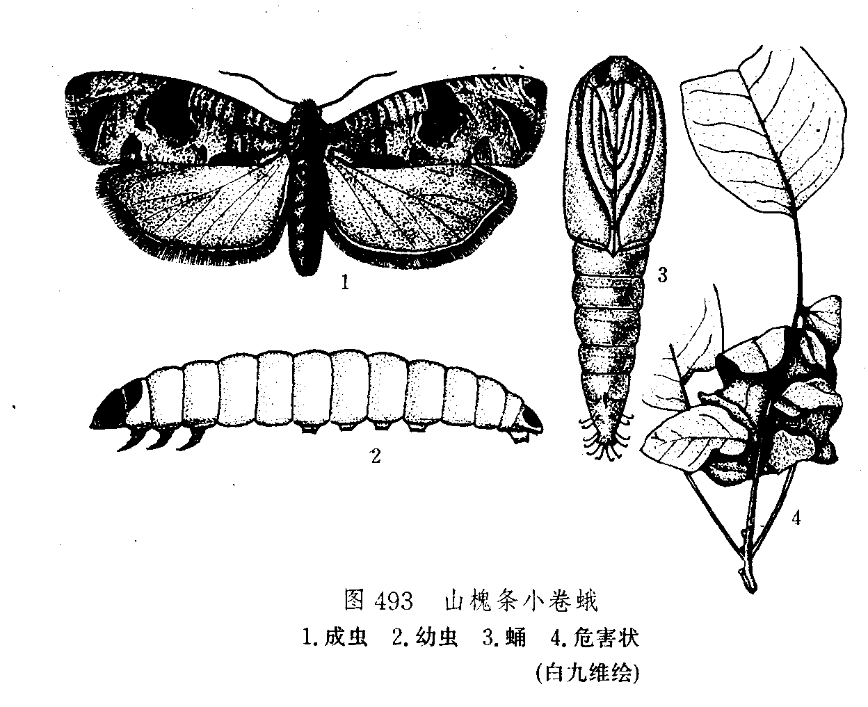 松實小卷蛾