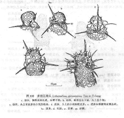 多刺石蜂蟲