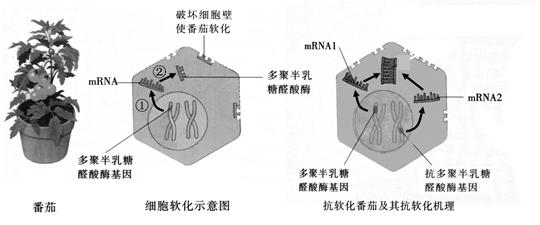 多聚半乳糖醛酸