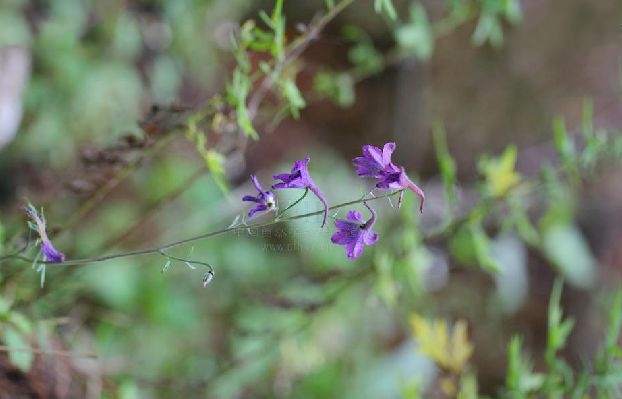 滇川翠雀花