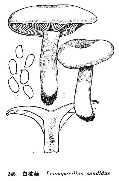 白樁菇