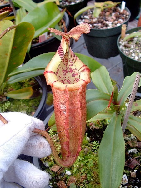 N. burbidgeae x N. edwardsiana