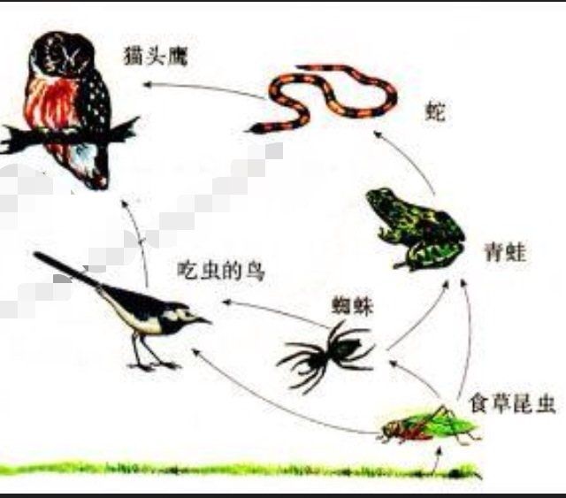 食物鏈能量損失