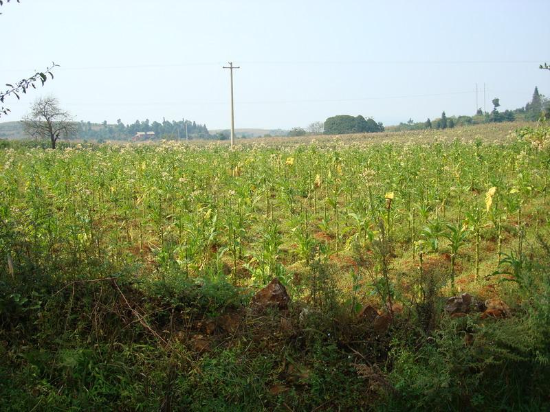 種植業