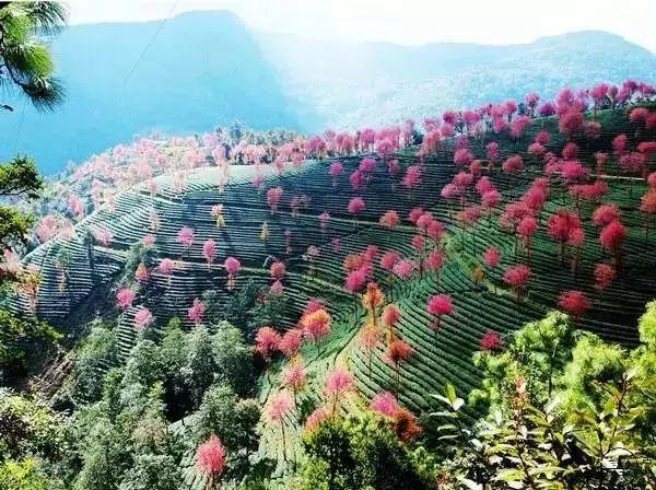 新合村(雲南南澗縣無量山鎮下轄村)