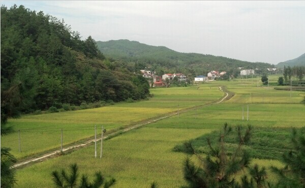 楊河村(湖北省黃岡市英山縣金家鋪鎮楊河村)