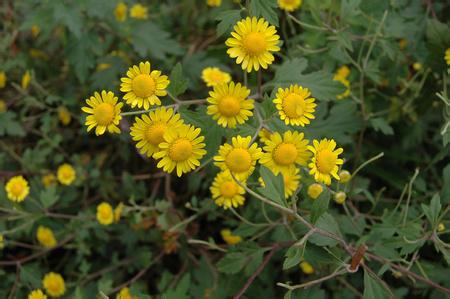 阿里山油菊