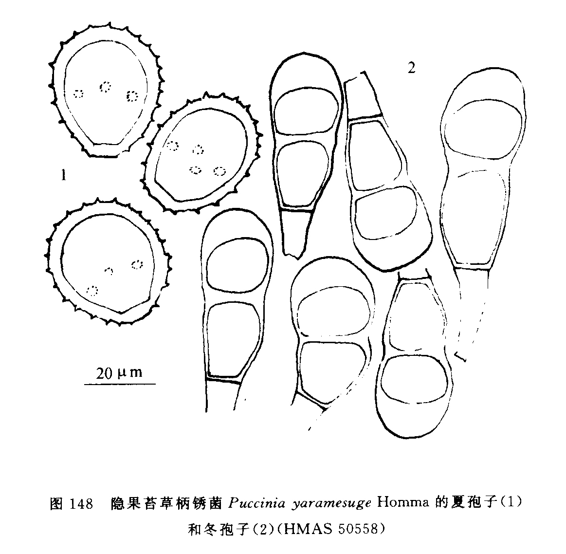 隱果苔草柄鏽菌