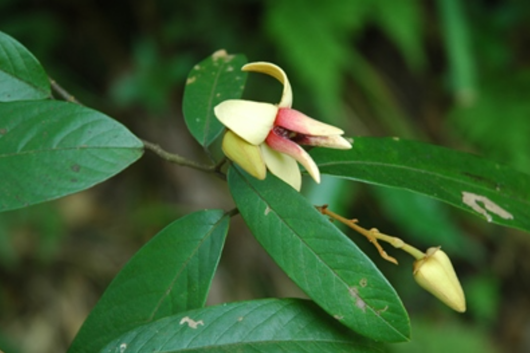 瓜馥木(長柄瓜馥木（變種）)