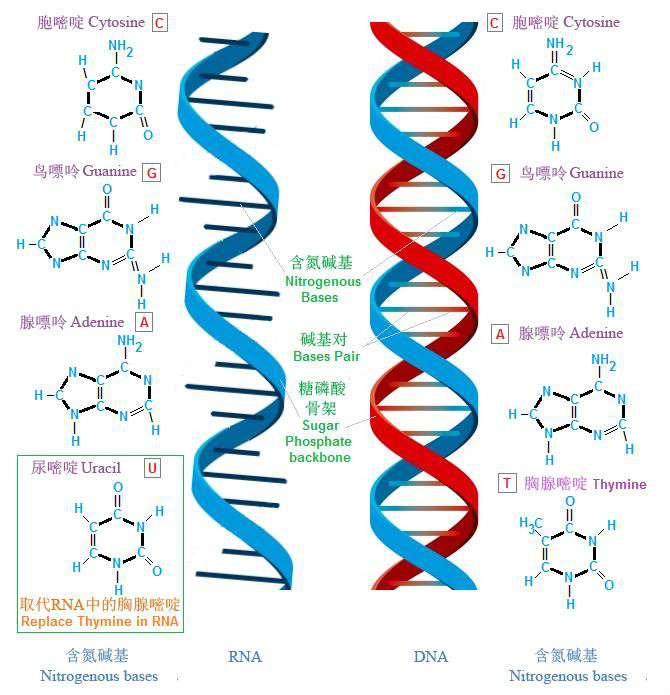DNA和RNA基本結構的比較