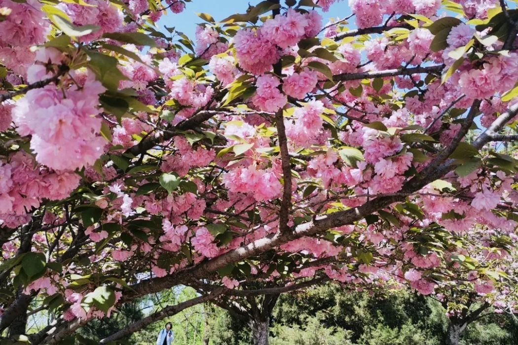 日本晚櫻黃山學院12號