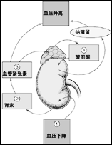 先天性醛固酮增多症