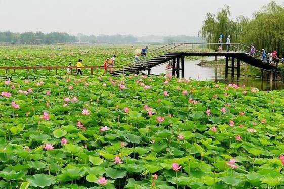 水泗荷園