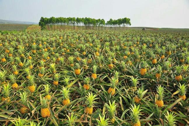 武寮村鳳梨種植基地