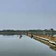 山東單縣浮龍湖國家濕地公園